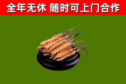 包河烟酒回收冬虫夏草.jpg