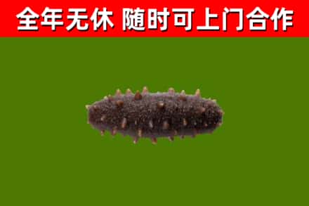 包河烟酒回收干海参.jpg